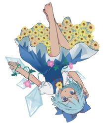  :o barefoot blue_bow blue_dress blue_eyes blue_hair bow cirno commentary_request dress female flower flower_ornament full_body hairbow hand_on_own_head hidden_star_in_four_seasons highres ice ice_wings looking_at_viewer neck_ribbon open_mouth pink_flower plant puffy_short_sleeves puffy_sleeves red_ribbon ribbon shirt short_hair short_sleeves solo sunflower tanned_cirno touhou upside-down vines white_background white_shirt wings zabuton_(mgdw5574) 