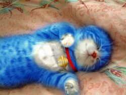  bed_sheet bell blue_fur closed_eyes collar corn_print cosplay doraemon doraemon_(character) doraemon_(character)_(cosplay) feline jingle_bell kitten lying neck_bell no_humans on_back photo_(medium) red_collar red_nose sleeping striped_fur third-party_edit 