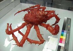  animal animal_focus artist_request color_guide crab english_text exoskeleton giant_enemy_crab glass_table kodak_(company) no_humans off-topic photo_(medium) real_life reflection reflective_table ruler spiky sticky_note table 