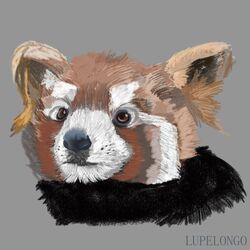  1:1 2019 ailurid ambiguous_gender digital_media_(artwork) feral fur headshot_portrait hi_res icon lupelongo mammal pastel_(artwork) portrait red_panda simple_background solo traditional_media_(artwork) 