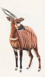  agree-to-dissagree ambiguous_gender antelope black_nose bongo_(antelope) bovid bovine brown_body brown_eyes brown_fur colored_pencil_(artwork) feral full-length_portrait fur hi_res horn mammal portrait realistic simple_background solo spiral-horned_antelope stripes three-quarter_view traditional_media_(artwork) white_background 