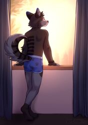  anthro blue_clothing blue_underwear boxer_briefs brown_body brown_fur canid canine canis clock clothed clothing curtains fur inside male mammal pattern_clothing pattern_underwear rear_view solo standing supermint underwear underwear_only watch watermark wolf wristwatch 