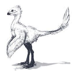  2015 ambiguous_gender claws commander_ledi dinosaur extinct feathered_dinosaur feathered_scalie feathered_wings feathers feral greyscale hi_res monochrome prehistoric_species reptile scalie simple_background solo standing teeth toe_claws white_background wings 