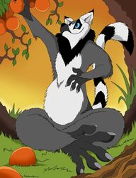  2020 5_fingers 5_toes anthro blue_eyes feet fingers food fruit fur grabbing grass lemur male mammal multicolored_body multicolored_fur nude plant primate ring-tailed_lemur sitting smile solo strepsirrhine toes tree vegabone 