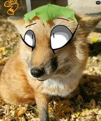  canid canine chensaurio feral fox foxchen fur leaf leaf_on_head male mammal orange_body orange_fur outside photo_manipulation photography_(artwork) photoshop plant quadruped solo third-party_edit 