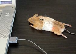 ambiguous_gender computer displacement electronics feral grandfathered_content humor laptop low_res mammal mouse murid murine photo plushie pun real rodent solo the_truth unknown_artist usb usb_compatible visual_pun what