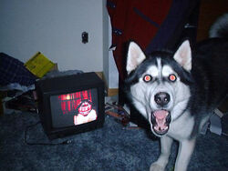 4:3 ambiguous_gender body_horror canid canine canis compression_artifacts creepypasta crt domestic_dog electronics feral grandfathered_content grin husky inside looking_at_viewer male mammal meme messy nightmare_fuel nordic_sled_dog open_mouth real red_eyes smile smile.dog solo spitz surprise teeth television third-party_edit tongue unknown_artist