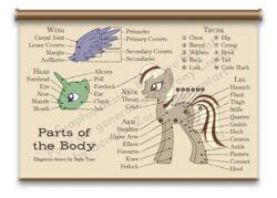 alpha_channel ambiguous_gender anatomy barrel blue_eyes border cannon chart coronet cutie_mark diagram digital_media_(artwork) distracting_watermark dock_(anatomy) educational english_text equid equine feathered_wings feathers feral friendship_is_magic full-length_portrait group hasbro hooves horn informative mammal model_sheet my_little_pony mythological_creature mythological_equine mythology portrait ranged_weapon red_eyes side_view simple_background solo_focus species_sheet standing tagging_guidelines_illustrated tail text the_more_you_know tomclowder transparent_border unicorn watermark weapon wings