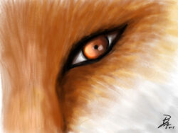 2011 4:3 ambiguous_gender canid canine close-up digital_media_(artwork) digital_painting_(artwork) eye_shot eyes_close-up feral fox fur limbal_ring mammal naaby orange_body orange_eyes orange_fur red_fox signature solo true_fox