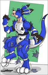 anthro avalon avalon_(blueavian) avalondragon avalonjay black-rat blue_body blue_fur bottomwear claws clothing fur hi_res hindpaw kangaroo macropod male mammal marsupial open_mouth pants paws solo tail teeth tongue transformation