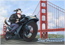 5_fingers anthro bandana belt biker biped black_nose border bottomwear bridge canid canine chain_accessory chains clothed clothing collar day denim denim_bottomwear denim_clothing digital_media_(artwork) driving english_text fingerless_gloves fingers footwear gloves golden_gate_bridge handwear holding_fixture jacket jeans kerchief kokoes landmark male mammal motion_blur motorcycle outside pants partially_clothed real_world san_francisco shoes sky smile solo sports_bike suspension_bridge text topwear unknown_artist vehicle