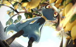  artist_name bad_id bad_pixiv_id blurry branch closed_mouth commentary_request day depth_of_field food from_below fruit fruit_tree furry highres koyama_miki leaf lemon light_frown outdoors pokemon pokemon_(creature) red_eyes riolu sky standing toes tree watermark 