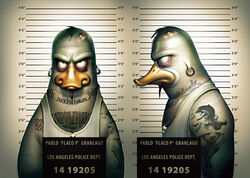 anatid anseriform anthro avian bandage beak beard bird chart clothing duck ear_piercing english_text facial_hair frown gang height_chart imperial_unit jail_placard jewelry male mugshot multiple_angles necklace number piercing placard prison prisoner scowl shirt sign solo steffen_winkler tattoo text text_on_body text_tattoo topwear unit