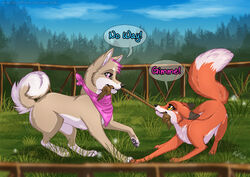 2014 abby_(rukifox) ashton black_nose canid canine canis cloud detailed_background domestic_dog duo english_text eye_contact fangs female fence feral fox grass looking_at_another male mammal outside pawpads paws pink_eyes plant rope rukifox scarf sky teeth text tree tug_of_war yellow_eyes