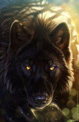 amber_eyes ambiguous_gender balaa black_body black_fur canid canine canis detailed detailed_fur feral fur headshot_portrait looking_at_viewer mammal portrait solo wolf