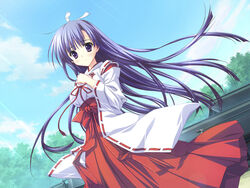  game_cg hoshizora_e_kakaru_hashi japanese_clothes koumoto_madoka long_hair miko purple_eyes purple_hair ryohka sky 