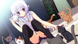  animal feline fortissimo//akkord:bsusvier game_cg kurobane_sayuki ooba_kagerou thighhighs white_hair 