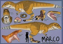  black_claws blue_body blue_tail brown_body carcharodontosaurid carcharodontosaurus claws dinosaur english_text extinct eye_scar facial_scar front_view glistening glistening_eyes imperatorcaesar male marcosaurus_(imperatorcaesar) model_sheet mouth_closed open_mouth orange_body orange_tail pink_tongue prehistoric_species reptile scalie scar sharp_teeth side_view solo tail teeth text theropod tongue white_body white_tail 