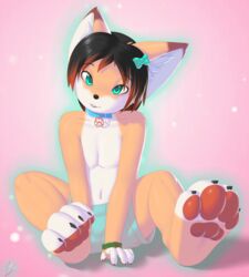  2017 4_toes anthro barefoot black_hair brown_body brown_fur canid canine claws clothed clothing collar digital_media_(artwork) english_text feet femboy fox fur green_eyes hair hi_res kayla_(rysonanthrodog) kaylafox long_hair looking_at_viewer male mammal navel pawpads paws pink_background pink_pawpads red_hair ribbons shaded signature simple_background smile soles solo text toes topless white_body white_fur 