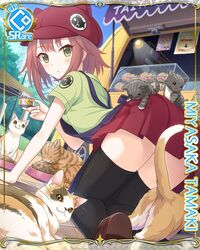  :&lt; all_fours animal_hat animal_on_ass animal_print apron black_thighhighs blue_apron bowl brown_footwear brown_hair cabbie_hat can card_(medium) cat_hat cat_on_ass character_name cygames day dutch_angle feline female fish_print food framed from_behind green_eyes green_shirt hat holding holding_can looking_at_viewer looking_back official_art outdoors pet_bowl pet_food pleated_skirt princess_connect! red_hat red_skirt shirt short_sleeves skirt solo taiyaki tamaki_(princess_connect!) tamaki_(real)_(princess_connect!) thighhighs wagashi 