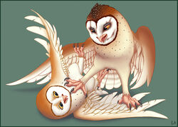  avian barn_owl bird brother_(lore) brothers_(lore) brown_body brown_feathers duo feathers feet feral fight green_background guardians_of_ga&#039;hoole kludd male owl rcahern sibling_(lore) simple_background soren_(gogh) talons toes tyto tytonid white_body white_feathers yellow_eyes 