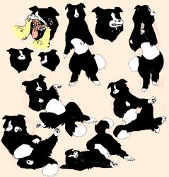  2015 2n2n ambiguous_gender black_body black_fur border_collie canid canine canis collie domestic_dog duo feral fur herding_dog mammal pastoral_dog sheepdog simple_background sketch_page solo_focus tan_background white_body white_fur 