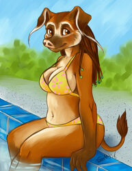  anthro big_breasts bikini biped breasts caribou_(artist) clothed clothing domestic_pig female looking_at_viewer mammal outside red_river_hog river_pig sitting solo suid suina sus_(pig) swimming_pool swimwear 