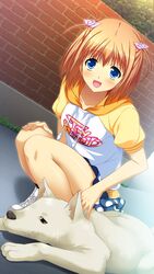  blue_eyes brown_hair canine female game_cg narumi_suzune shijo_yuki short_hair tojita_sekai_no_tori_colony 