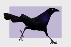  ambiguous_gender avian beak bird black_body black_feathers claws feathered_wings feathers feral grackle icterid iridescent iridescent_feathers oscine passerine simple_background solo tail tail_feathers walking wetchop wings yellow_eyes 