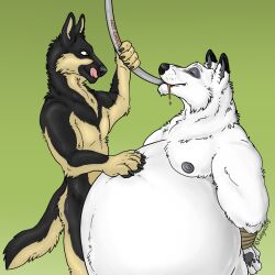  1:1 anthro belly canid canine canis domestic_dog duo feeding forced gain german_shepherd growth herding_dog inflation kolejarz245 male male/male mammal moobs obese oleg overeat overweight pastoral_dog sebek slightly_chubby stuffing weights wolf 