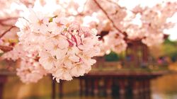  cherry_blossoms commentary_request female flower hair_flower hair_ornament highres japanese_clothes kimono korean_commentary looking_at_viewer mini_person minigirl nishita original photo_background pink_eyes pink_hair smile solo wings 