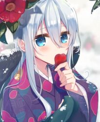  blue_eyes blurry blurry_background blush commentary_request covered_mouth depth_of_field female floral_print flower hair_between_eyes hand_up holding inose_riku japanese_clothes kimono long_hair long_sleeves looking_at_viewer original petals print_kimono purple_kimono red_flower snow solo upper_body white_hair wide_sleeves 