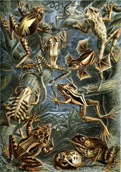  absurd_res ambiguous_gender amphibian ancient_art biological_illustration ernst_haeckel female_(lore) feral frog group hi_res membrane_(anatomy) mother_(lore) mother_and_child_(lore) parent_(lore) parent_and_child_(lore) plant public_domain quadruped tadpole technical_illustration traditional_media_(artwork) young young_ambiguous young_feral zoological_illustration 