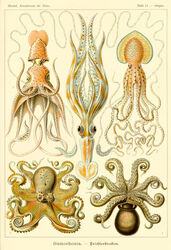  absurd_res ambiguous_gender ancient_art biological_illustration cephalopod coleoid decapodiform ernst_haeckel feral group hi_res marine mollusk octopodiform octopus public_domain technical_illustration tentacle traditional_media_(artwork) zoological_illustration 