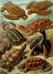  absurd_res ambiguous_gender ancient_art biological_illustration claws ernst_haeckel feral gal&aacute;pagos_tortoise group hi_res leatherback_sea_turtle open_mouth public_domain quadruped reptile scalie sea_turtle shell snapping_turtle tail technical_illustration tortoise traditional_media_(artwork) turtle zoological_illustration 