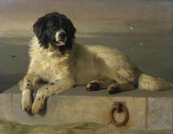  1831 19th_century ambient_bird ambient_seagull ambiguous_gender ancient_art canid canine canis cloud day detailed detailed_background domestic_dog edwin_henry_landseer feral flying fur lying mammal molosser mountain_dog newfoundland_dog oil_painting_(artwork) open_mouth outside painting_(artwork) photorealism pier realistic_anatomy realistic_lighting realistic_shading sea sky solo tail tongue tongue_out traditional_media_(artwork) water white_body white_fur 