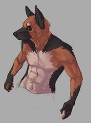  abs biceps black_body black_fur black_nose brown_body brown_fur canid canine canis clothed clothing domestic_dog fur german_shepherd grey_background herding_dog male mammal muscular nipples orange_eyes pastoral_dog pecs pose simple_background solo topless treats white_body white_fur 