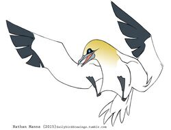  2015 3_toes action_pose ambiguous_gender avian avian_feet beak biped bird black_markings blue_markings digital_drawing_(artwork) digital_media_(artwork) eye_markings facial_markings feathered_wings feathers featureless_crotch feet feral flying full-length_portrait gannet grey_beak grey_body grey_feathers grey_wings head_markings jamminbison markings membrane_(anatomy) midair multicolored_body multicolored_feathers northern_gannet open_beak open_mouth open_smile portrait pose simple_background smile solo sulid tail tail_feathers text toes toony two_tone_wings url webbed_feet white_background white_body white_feathers white_tail white_wings winged_arms wings yellow_body yellow_feathers 