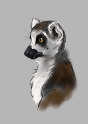  amber_eyes denoyelle digital_media_(artwork) female feral grey_background hi_res inner_ear_fluff lemur mammal primate simple_background solo strepsirrhine tuft whiskers white_inner_ear_fluff 