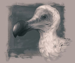  2019 adobe_photoshop_(artwork) ambiguous_feral ambiguous_gender avian beady_eyes beak big_beak bird border bust_portrait caymartworks columbid digital_media_(artwork) dodo extinct feathers feral glistening glistening_beak hi_res monochrome orange_border portrait recently_extinct_species side_view simple_background solo 