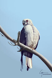  2022 absurd_res ambiguous_feral ambiguous_gender avian avian_feet beak bird blue_background branch caymartworks columbid digital_media_(artwork) digital_painting_(artwork) dove feathered_wings feathers feral folded_wings front_view full-length_portrait hi_res looking_at_viewer looking_down low-angle_view on_branch perching portrait red_sclera simple_background solo tail tail_feathers white_beak white_body white_feathers wings 