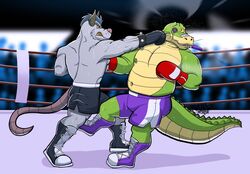  2020 alligator alligatorid anthro bottomwear boxing boxing_gloves brok_(brok_the_investigator) brok_the_investigator clothed clothing countershading cowcat_games crocodilian duo fight fighting_ring handwear hi_res hunter-husky male mammal murid murine musclegut muscular punch rat reptile rodent scalie shorts sport squealers_chief topless 