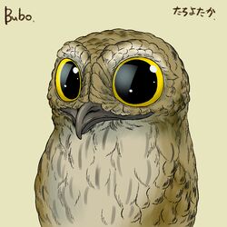  1:1 aliasing ambiguous_gender avian beak big_eyes bird brown_body brown_feathers bubonikku digital_media_(artwork) feathers feral glistening gradient_background potoo simple_background smile solo tan_body tan_feathers yellow_eyes 