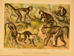  1897 19th_century 5_fingers 5_toes ambiguous_gender ancient_art arthropod atelid baboon biological_illustration butterfly feet feral fingers fur group haplorhine hi_res hugh_craig insects lepidopteran mammal monkey new_world_monkey not_porn old_world_monkey plant primate proboscis_monkey public_domain spider_monkey tail technical_illustration text toes zoological_illustration 