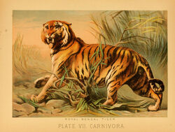  1897 19th_century ancient_art biological_illustration fangs felid feral fur hi_res hugh_craig male mammal not_porn pantherine paws plant public_domain quadruped solo striped_body striped_fur stripes tail technical_illustration teeth text tiger zoological_illustration 