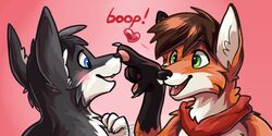  2:1 anthro black_hair black_nose blue_eyes blush boop canid canine canis duo fox fur green_eyes hair heart_symbol klippy male mammal orange_body orange_fur orange_hair poking smile teeth white_body white_fur wolf 