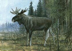  2019 antlers brown_body brown_fur deer detailed_background feral fur grass hi_res horn male mammal moose multicolored_body multicolored_fur new_world_deer photorealism plant quadruped side_view sky solo standing traditional_media_(artwork) tree tuomas_koivurinne two_tone_body two_tone_fur white_body white_fur 