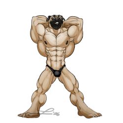  1:1 absurd_res alpha_channel anthro barazoku canid canine canis domestic_dog flexing hi_res hyper lakhanto male mammal molosser muscular pug small_molosser solo toy_dog 