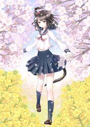  animal_ears blue_socks brown_eyes brown_hair cat_ears cat_tail cherry_blossoms commentary_request female flower full_body hair_bobbles hair_ornament highres kanzaki_miku kneehighs kuroinu loafers long_sleeves neckerchief original petals pink_flower pleated_skirt purple_neckerchief rapeseed_blossoms school_uniform serafuku shoes short_hair side_ponytail skirt smile socks solo tail yellow_flower 