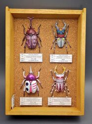  animalization beetle bug character_name display_case framed_insect gundam gundam_unicorn insect_collection mobile_suit_gundam model_kit model_kit_(medium) no_humans photo_(medium) pinned qubeley rhinoceros_beetle rx-78-2 stag_beetle taiki_(ikj9umhxn88r9q0) unconventional_media unicorn_gundam zaku_ii_s_char_custom zeta_gundam 